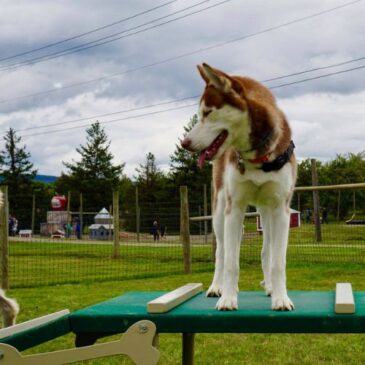 Bark Park Dog Park