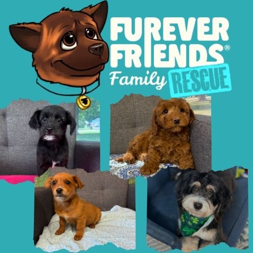 Furever Friends Family Rescue